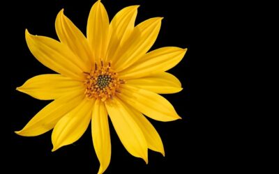 Die poetischen Verben