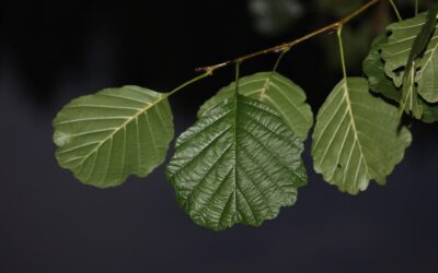 Król olch – Johann Wolfgang Goethe