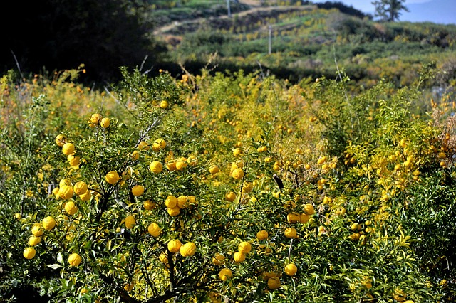 Znasz li ten kraj – piękny wiersz Goethego, który zainspirował Adama Mickiewicza
